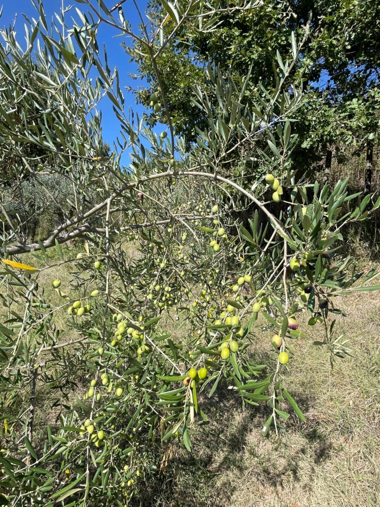 דירות טרקוונדה Casamoira מראה חיצוני תמונה
